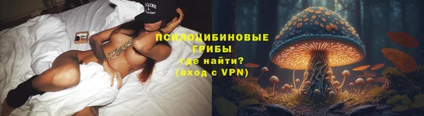 сатива Тайга